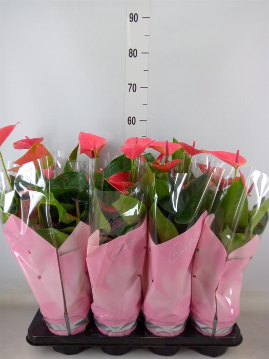 <h4>Anthurium andr. 'Sweet Dream'</h4>