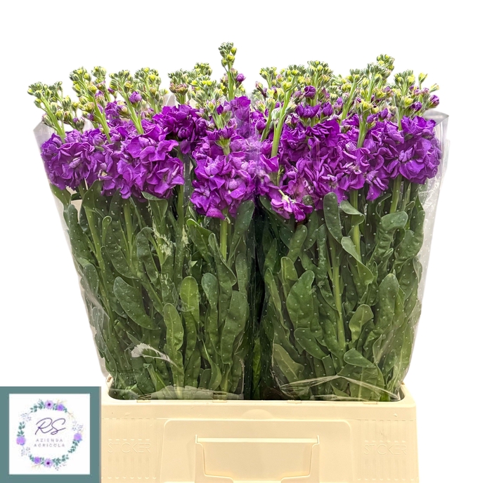 <h4>MATTH IRON PURPLE</h4>