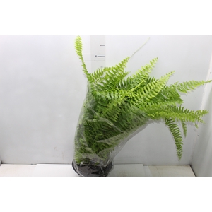 SAMAMBAIA AMERICANA C21