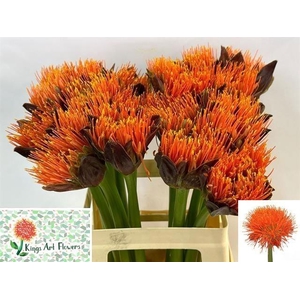 SCAD M KING O ORANGE