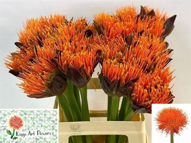 <h4>SCAD M KING O ORANGE</h4>