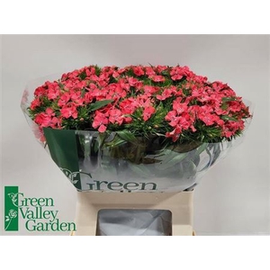 DI BARB S WILL CORAL