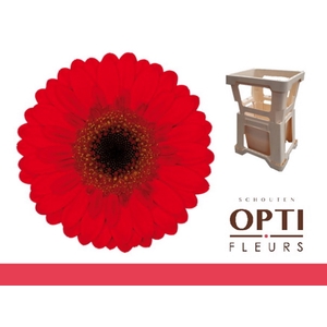 Germini Nirvana Water