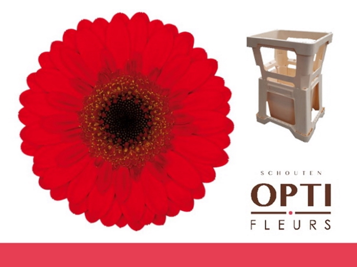 <h4>Germini Nirvana Water</h4>