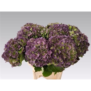 Hydr M Ch Verena Bl Cl