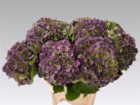 <h4>Hydr M Ch Verena Bl Cl</h4>