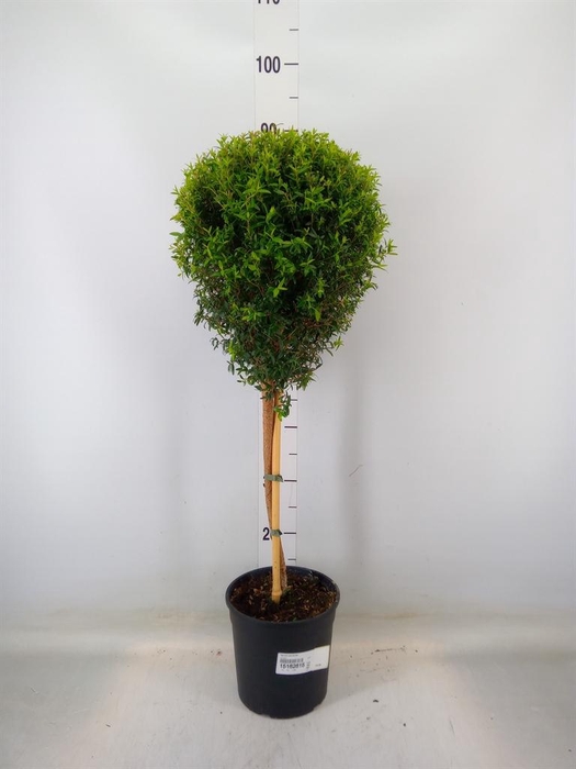 <h4>Myrtus communis</h4>