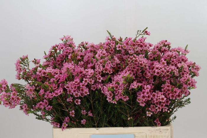 <h4>Chamelaucium Sarah's Delight</h4>