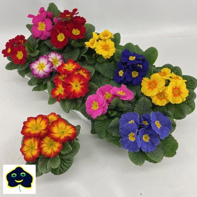 <h4>PRIM AC GEM</h4>