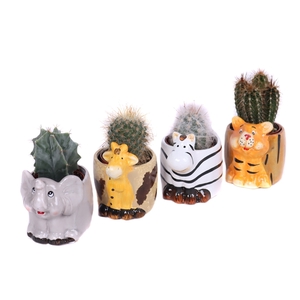 Cactus 5,5 cm in safari dieren planter