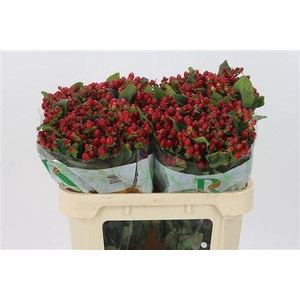 Hyp Magical Triumph Red