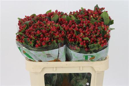 <h4>Hyp Magical Triumph Red</h4>