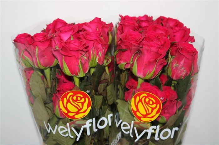 <h4>R Gr Gotcha Ll</h4>