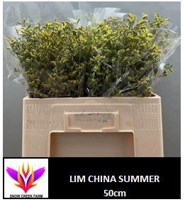 <h4>LIM SIN CHINA SUMMER</h4>