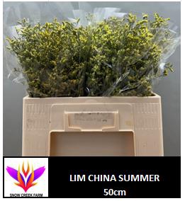 LIM SIN CHINA SUMMER