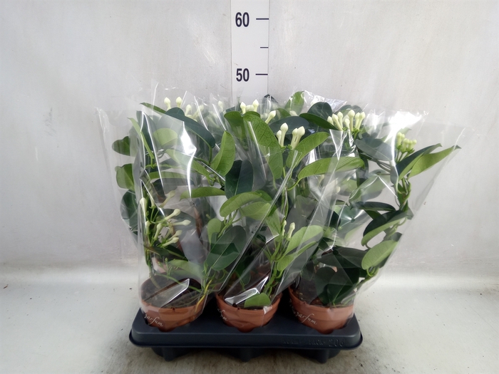 <h4>Stephanotis floribunda   ...</h4>