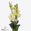 Lisianthus do alissa yellow