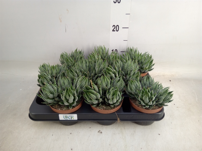 <h4>Haworthia   ...</h4>