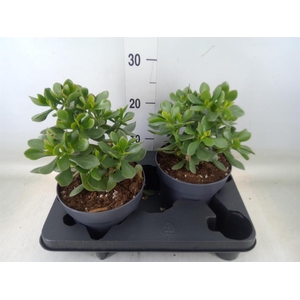 Crassula  'Minova Magic'