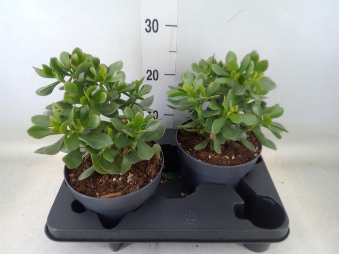 <h4>Crassula  'Minova Magic'</h4>