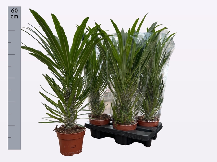 <h4>PACHYPOD LAMEREI</h4>