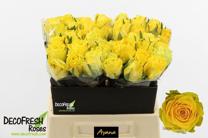 <h4>Rosa large golden smile</h4>