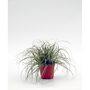 CARE CO SNOWLINE