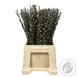 Salix Wilgenkatjes 52cm