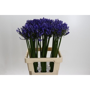 Agapanthus Uri