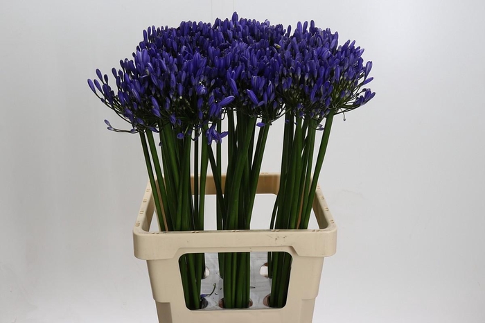 <h4>Agapanthus Uri</h4>