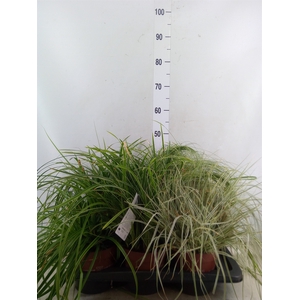 Carex   ...mix