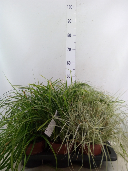 <h4>Carex   ...mix</h4>