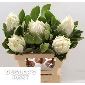 Protea cynaroides Ayoba Arctic Ice