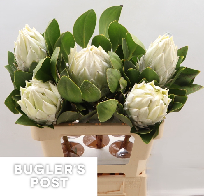 <h4>Protea cynaroides Ayoba Arctic Ice</h4>