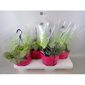 Scindapsus pictus 'Argyraeus'