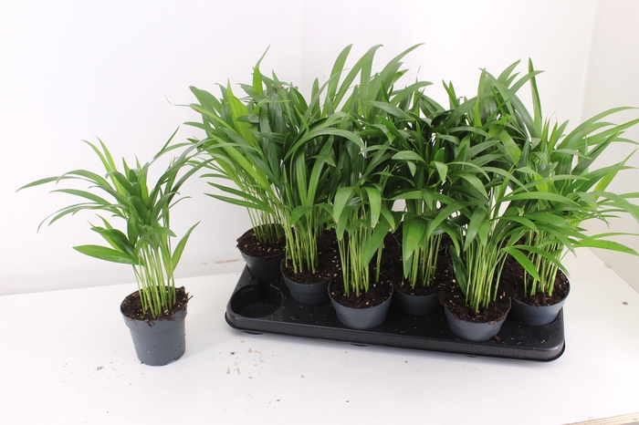 <h4>DYPSIS LUTESCENS</h4>