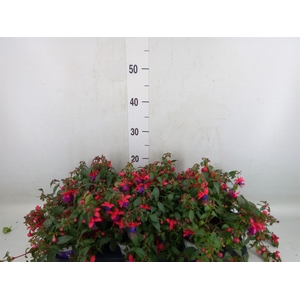 Fuchsia  'Bella Fuchsia Olivia'