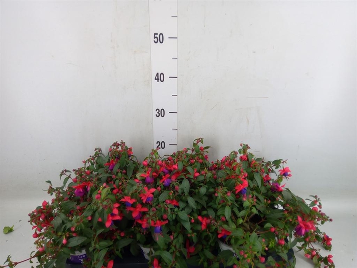 <h4>Fuchsia  'Bella Fuchsia Olivia'</h4>