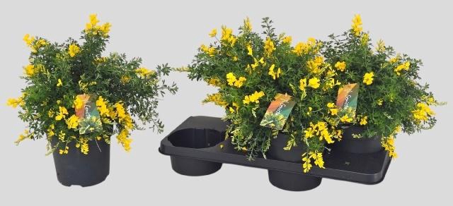 <h4>GENISTA X SP</h4>