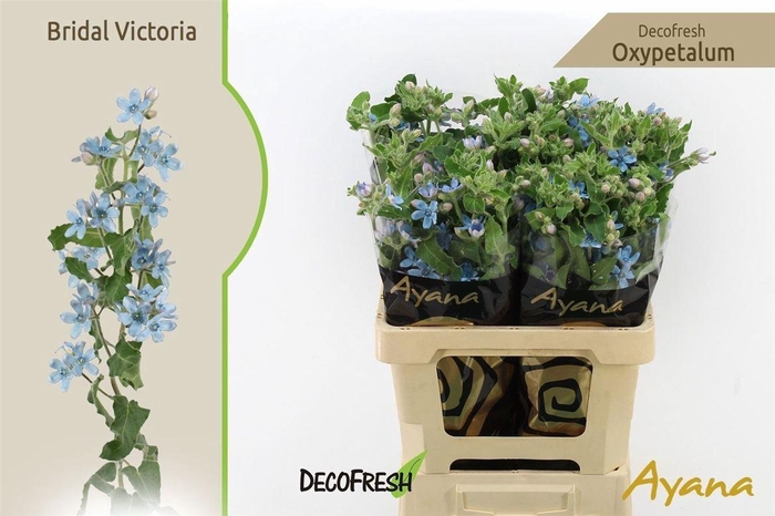 <h4>Oxy Co Br Victoria</h4>