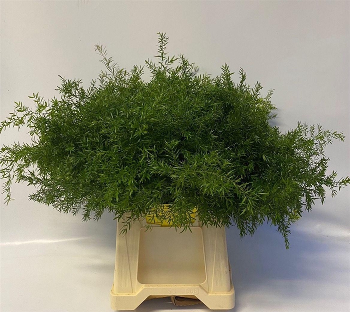 <h4>Asparagus densiflorus 'Cwebe'</h4>
