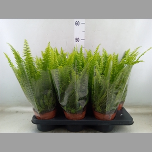 Nephrolepis exal. 'Green Lady'