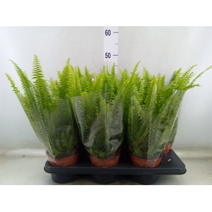 Nephrolepis exal. 'Green Lady'