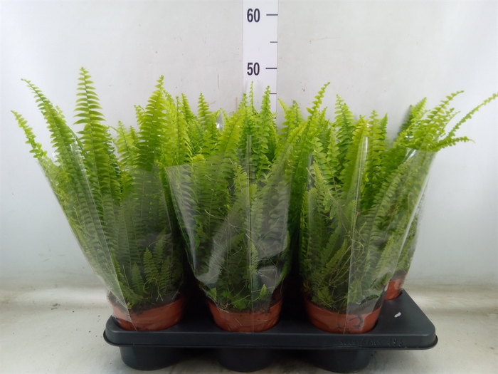 <h4>Nephrolepis exal. 'Green Lady'</h4>