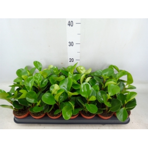 Peperomia