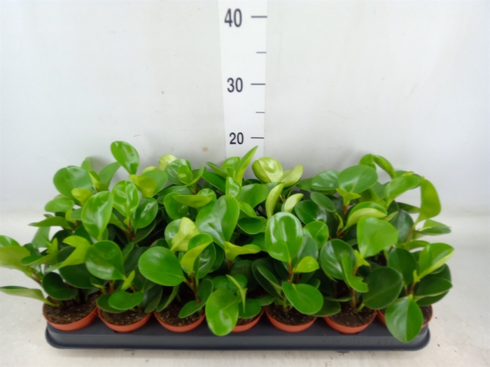 <h4>Peperomia</h4>