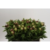 Paeonia Red Charm