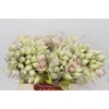 Blushing Bride Pink 2/5 Flowers