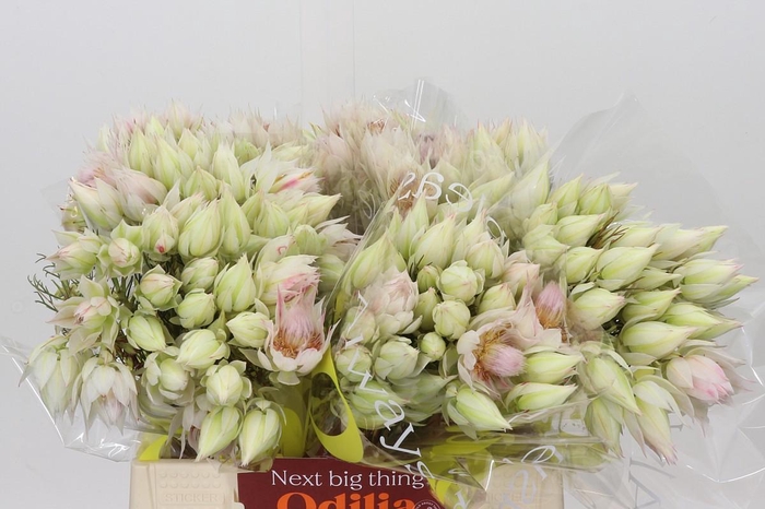 <h4>Blushing Bride Pink 2/5 Flowers</h4>