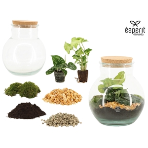 90863: DIY Terrarium arrangement